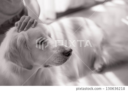 A golden retriever relaxing as its owner strokes its head A golden retriever relaxing as its owner strokes its head 130636218