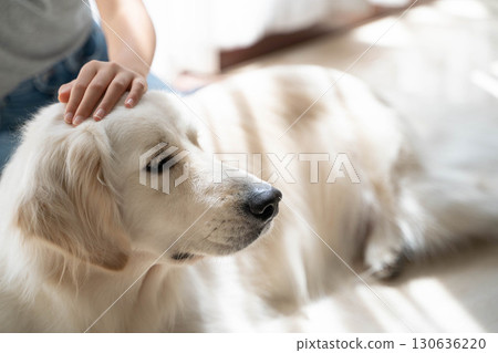 A golden retriever relaxing as its owner strokes its head A golden retriever relaxing as its owner strokes its head 130636220