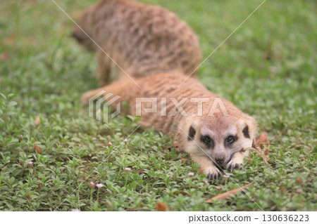 As you get sleepier, the meerkat tries to hypnotize you with its paws 130636223