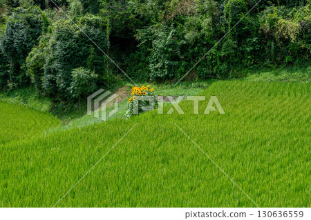 安國嶺附近的梯田,盛開的向日葵 安國嶺附近的梯田,盛開的向日葵 130636559