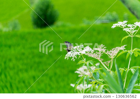A swallowtail butterfly sucking nectar from flowers blooming in the countryside 130636562