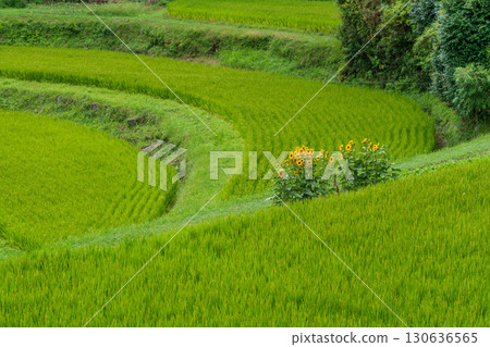 A view of rice terraces with sunflowers blooming near the pass A view of rice terraces with sunflowers blooming near the pass 130636565