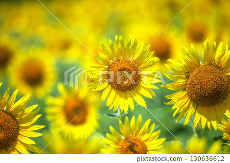 Sannokura Sunflower Field Sannokura Sunflower Field 130636612