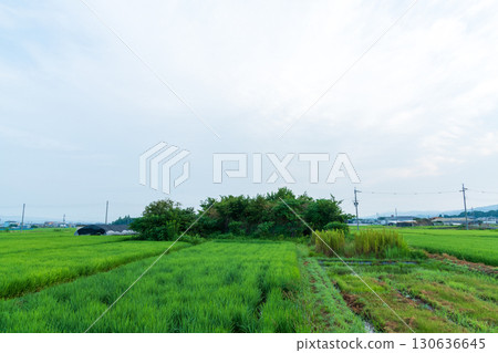 位於稻田中的舊柳本機場南部防空洞景觀 130636645