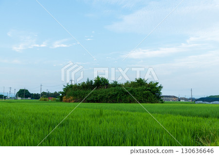A view of the southern air raid shelter of the former Yanagimoto Airfield, standing among rice fields A view of the southern air raid shelter of the former Yanagimoto Airfield, standing among rice fields 130636646