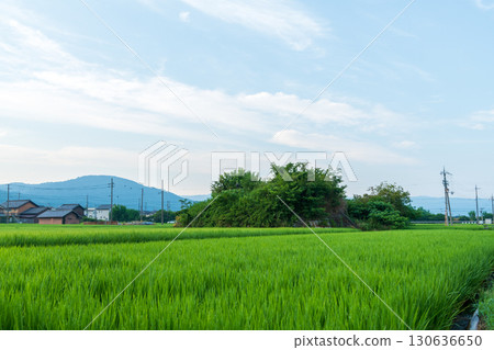 A view of the southern air raid shelter of the former Yanagimoto Airfield, standing among rice fields 130636650