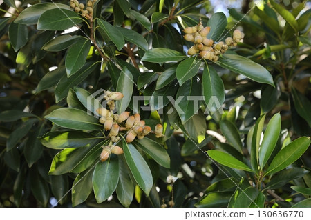 自然植物 石櫟（Lithocarpus edulis），九月結橡子。第二年秋天，綠葉中間的橡實開始變褐色。 130636770