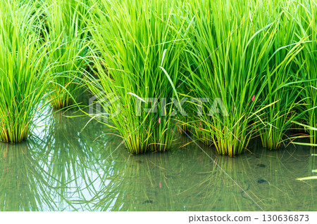 Giant snail eggs laid on rice 130636873