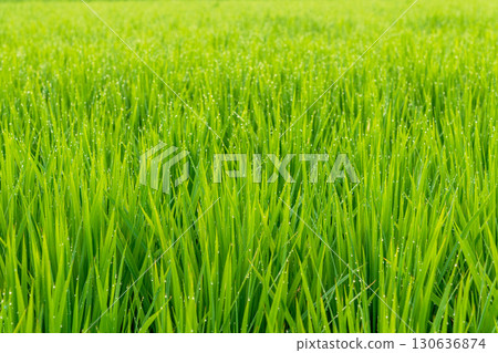 Rice leaves wet with morning dew 130636874