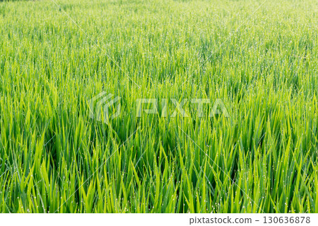 Rice leaves wet with morning dew 130636878
