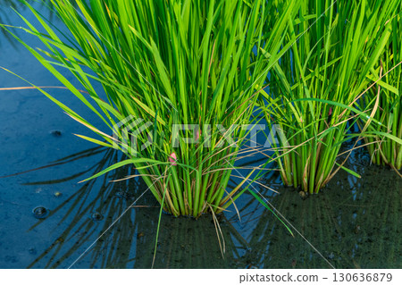 Giant snail eggs laid on rice Giant snail eggs laid on rice 130636879