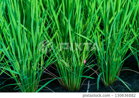Giant snail eggs laid on rice plants during the night 130636882