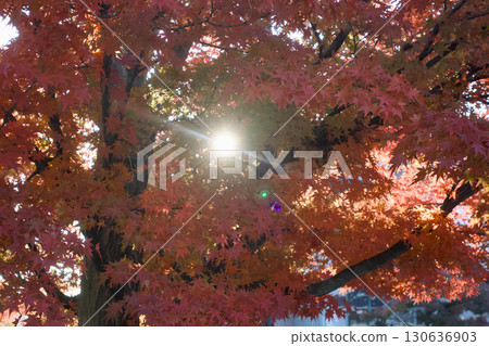 The sun visible through the gaps in the autumn leaves 130636903