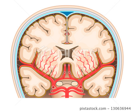 腦動脈的插圖 130636944