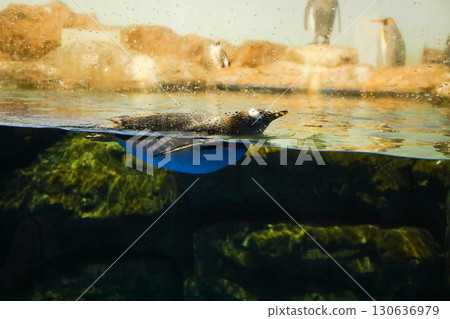 企鵝在水下游泳 130636979