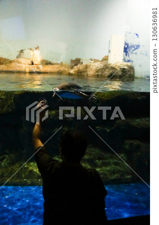 企鵝在水族館游泳,人們觀賞 企鵝在水族館游泳,人們觀賞 130636981
