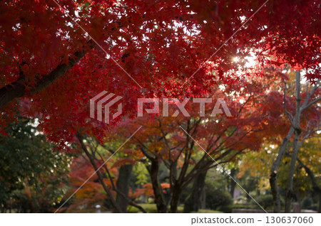 鮮紅的秋葉 130637060