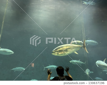 這是一條在東京江戶川區葛西臨海水族館的水族館裡游泳的鮪魚。 130637196