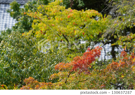 Scenery of the temple grounds in Kyoto where signs of autumn can be felt 130637287