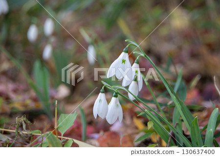 Lovely snowdrops Lovely snowdrops 130637400