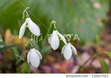 White snowdrop flower White snowdrop flower 130637401