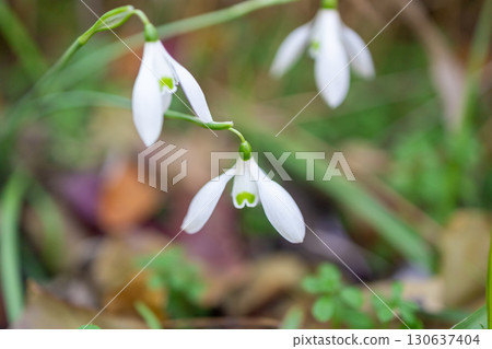 Pretty white snowdrops Pretty white snowdrops 130637404