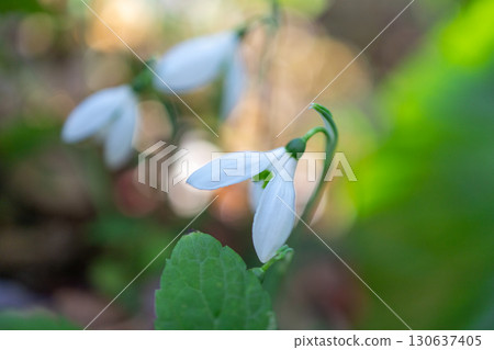 White snowdrop flower White snowdrop flower 130637405