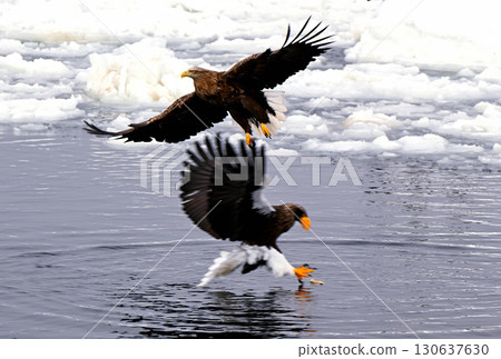 A Steller's sea eagle catches a fish on the surface of drifting ice off the coast of Rausu, Hokkaido A Steller's sea eagle catches a fish on the surface of drifting ice off the coast of Rausu, Hokkaido 130637630