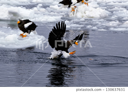 A Steller's sea eagle catches a fish on the surface of drifting ice off the coast of Rausu, Hokkaido A Steller's sea eagle catches a fish on the surface of drifting ice off the coast of Rausu, Hokkaido 130637631