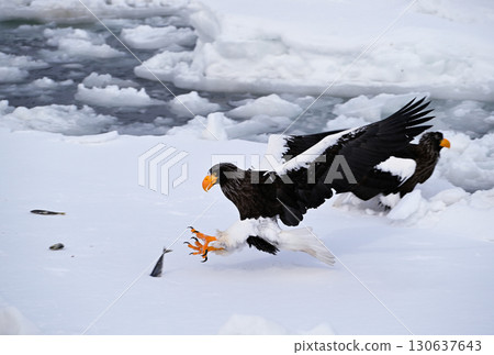 A Steller's sea eagle catches a fish on drifting ice off the coast of Rausu, Hokkaido A Steller's sea eagle catches a fish on drifting ice off the coast of Rausu, Hokkaido 130637643