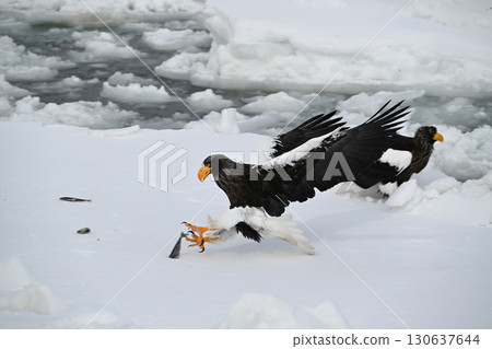 A Steller's sea eagle catches a fish on drifting ice off the coast of Rausu, Hokkaido A Steller's sea eagle catches a fish on drifting ice off the coast of Rausu, Hokkaido 130637644
