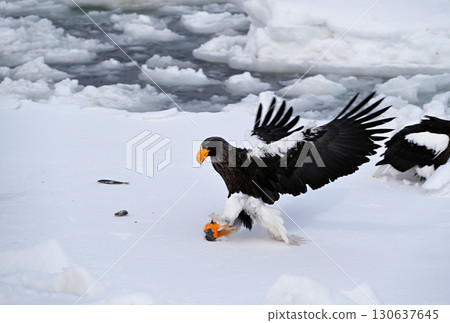 A Steller's sea eagle catches a fish on drifting ice off the coast of Rausu, Hokkaido A Steller's sea eagle catches a fish on drifting ice off the coast of Rausu, Hokkaido 130637645
