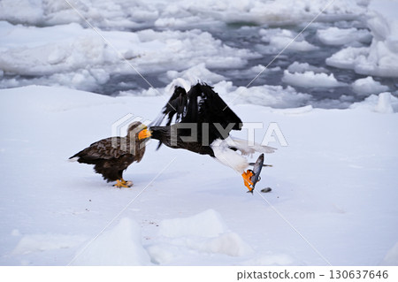 A Steller's sea eagle catches a fish on drifting ice off the coast of Rausu, Hokkaido A Steller's sea eagle catches a fish on drifting ice off the coast of Rausu, Hokkaido 130637646