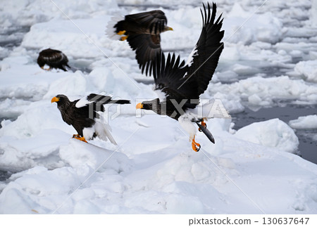 A Steller's sea eagle catches a fish on drifting ice off the coast of Rausu, Hokkaido A Steller's sea eagle catches a fish on drifting ice off the coast of Rausu, Hokkaido 130637647