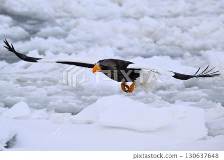 A Steller's sea eagle catches a fish on drifting ice off the coast of Rausu, Hokkaido 130637648