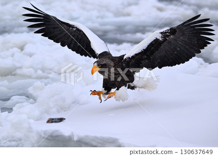 A Steller's sea eagle catches a fish on drifting ice off the coast of Rausu, Hokkaido 130637649