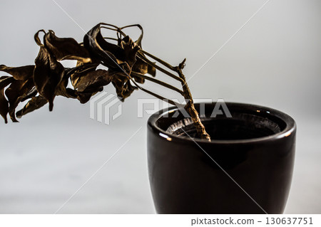 Withered foliage plant 130637751