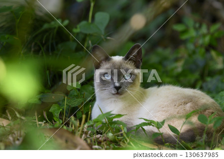 藍眼睛的貓 藍眼睛的貓 130637985
