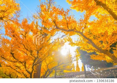 明治神宮外苑銀杏樹 130638186