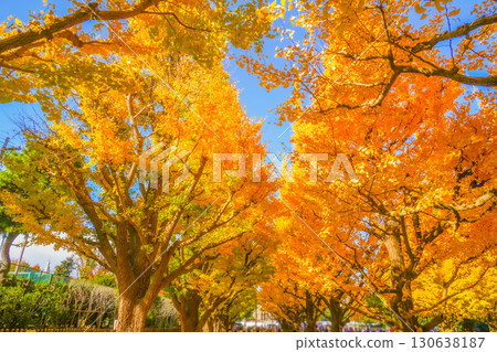 明治神宮外苑銀杏樹 130638187