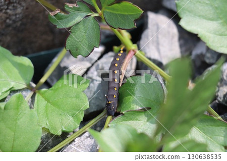 Black caterpillar of the striped sparrow moth 130638535