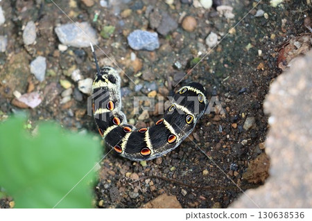 Caterpillar larva 130638536