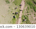 Aerial view of a herd of buffalo on a green grass field, drone photography. 130639010