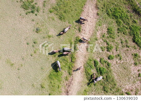Aerial view of a herd of buffalo on a green grass field, drone photography. Aerial view of a herd of buffalo on a green grass field, drone photography. 130639010
