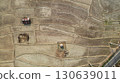 Aerial photo of rice fields in summer, captured from drone perspective. 130639011