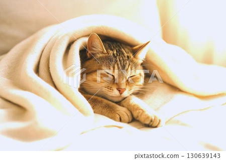 一隻舒適的貓在睡覺——一幅令人放鬆和舒適的冬日景象 130639143