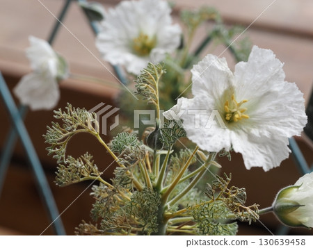 白花 Monsonia hele 白花 Monsonia hele 130639458