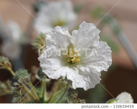白花 Monsonia hele 130639459