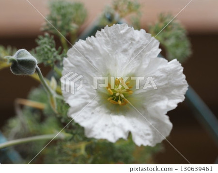 白花 Monsonia hele 白花 Monsonia hele 130639461