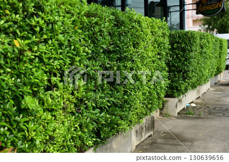 A fresh-looking green leaf wall A fresh-looking green leaf wall 130639656